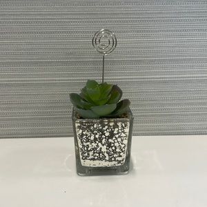 Succulent Plant with place for photo